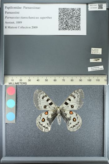 Media type: image;   Entomology 184680
